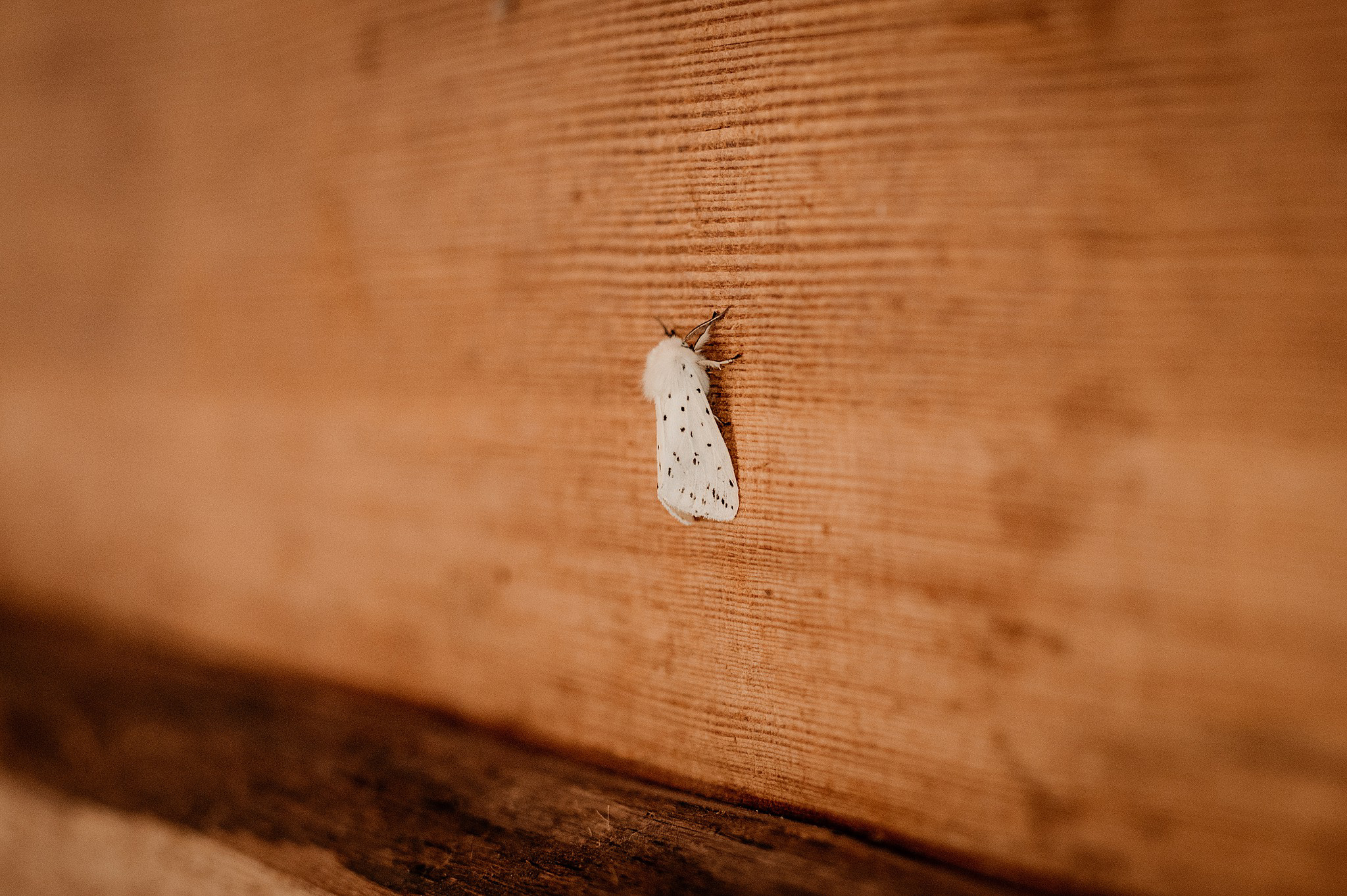 stodoła weselna warszawa